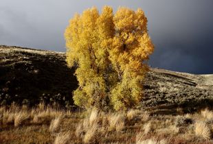 Glowing Cottonwood