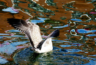 Dive / Plongeon 1