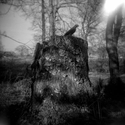 Mushroom Stump