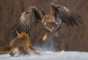 Attack