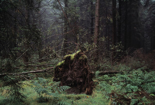 The Silent Land no.11