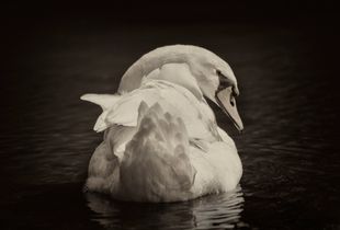 Swan