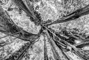 Canto de la Selva