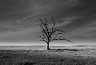 Lone Skeleton.