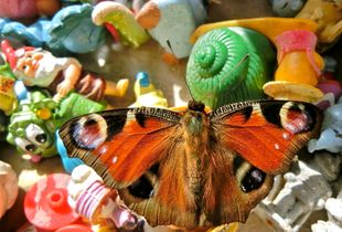 The Visitor - Still Life with Butterfly