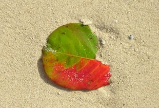Leaf in the Sand