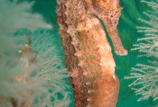 Sea Horse at 32 m depth