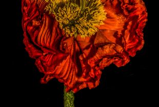 Poppy Flower 2015