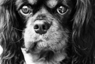 Oscar