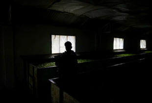 Factory worker laying out the freshly plucked tea on the withering  troughs.