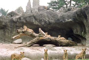 Seven Lionesses in Hamburg© Ignacio Evangelista