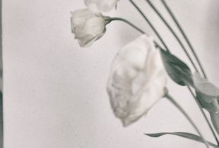 WHITE [ABSENCE]