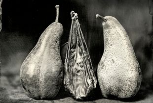 Bear Gallbladder with Bosc Pears