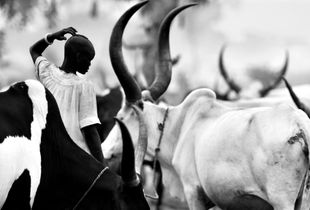 © Michael Freeman A Dinka cattle camp near Rumbek