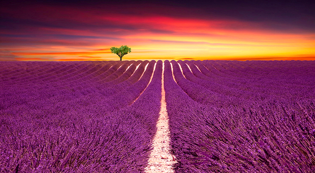 Lavender Fields Provence