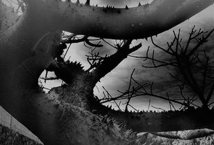 Branches of the Cosmos
