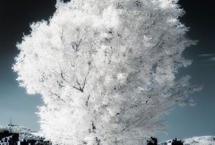 THE TREE_#01