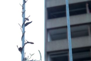 Fragile city