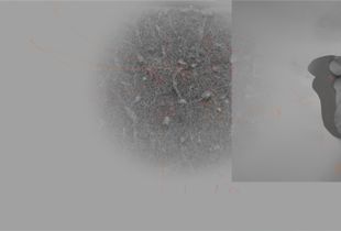 Sponge Notes © Ellen Garvens