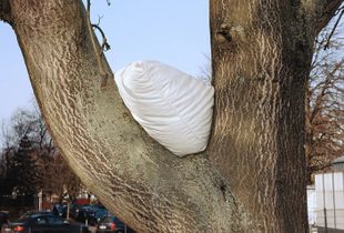 The Pillow