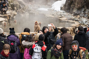 Jigokudani Monkey Park, Nagano