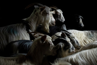 Some of them must give their milk