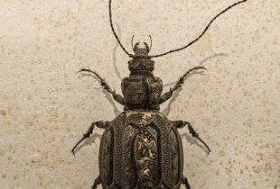 Beetle