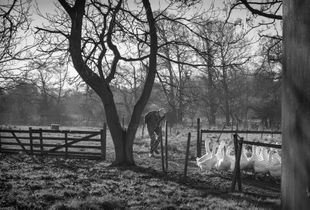 Bringing in the geese (I), Ampleforth, North Yorkshire.