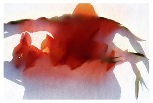 Gladiola 1