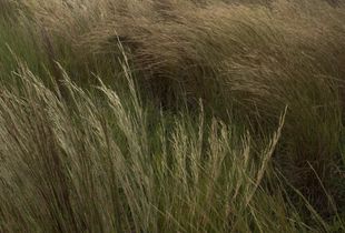 the Vanishing Blackland Prairie_grasses 5