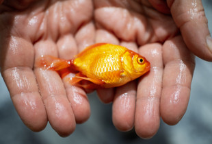 This is not a Fish Photo