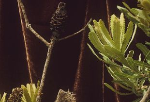 Velvet Native
