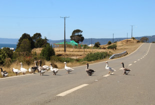 Paseo dominical