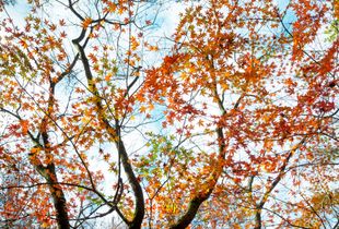 Autumn Star Storm