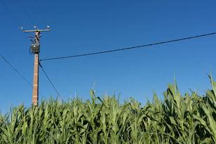 Corn by the Road