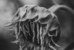 Fading Beauty