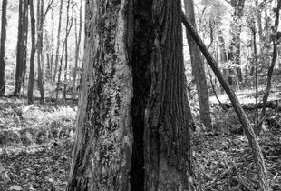 Entwined 25