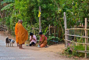 Morning rounds in northeast Thailand