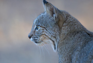 Side Profile Portrait Of A Male Bobcat With An Intense Stare