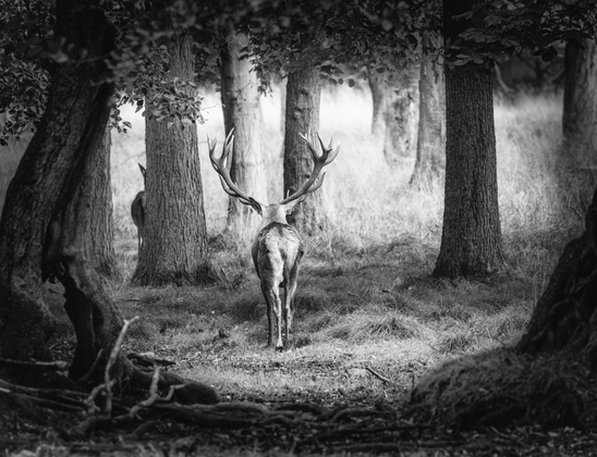 Fairytale forest