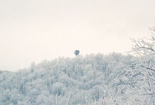 Panorama, Old Tree