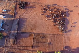 Bottleneck
