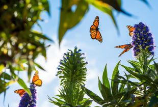 It's a Monarch World