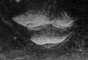 Inverted residents (Open Category)