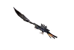 All Creatures Great & Small | Red Tailed Black Cockatoo | Female