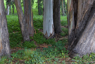 Eucalyptus, Point Pinol Regional Park.