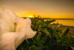 Pillowy Flower Dreams of O'Keeffe, N. NM