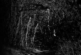 Between Dreams #1