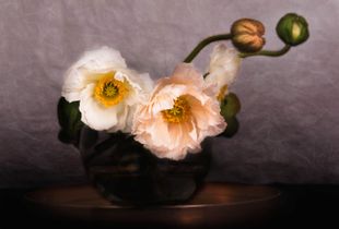 Dancing Poppies