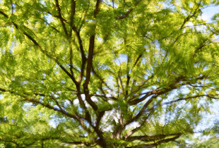 Oak Tree in Spring